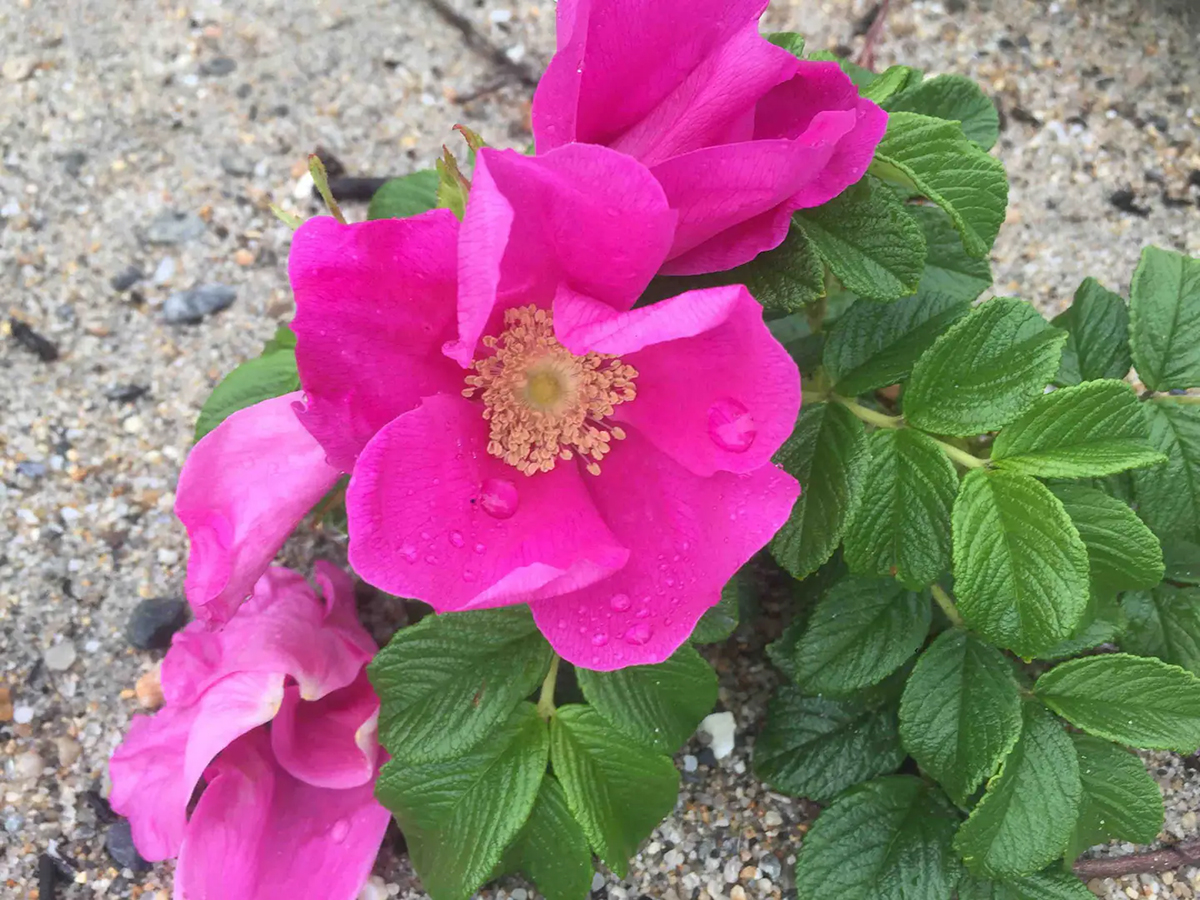 beach rose