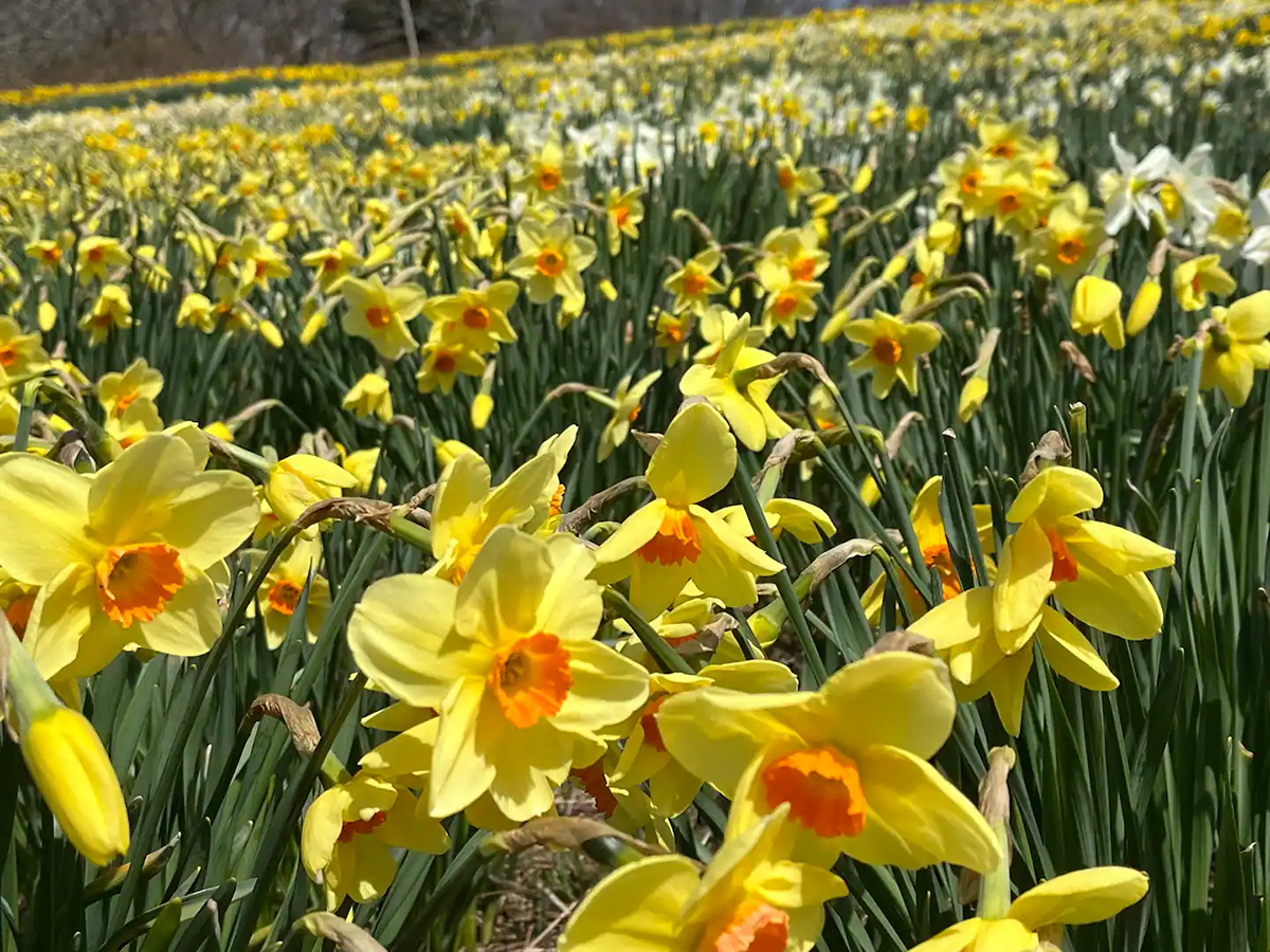 Daffodills