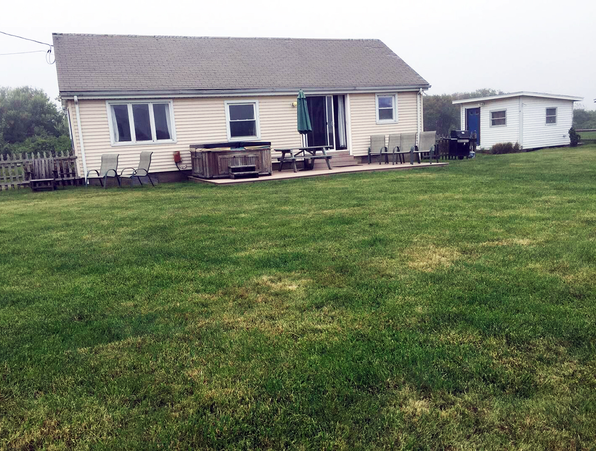 back yard